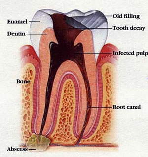 Tooth Nerve